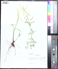 Sericocarpus linifolius image