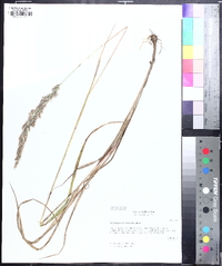 Greeneochloa coarctata image