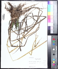Rhynchospora corniculata image