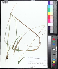 Greeneochloa coarctata image