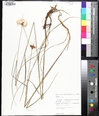 Eriophorum virginicum image