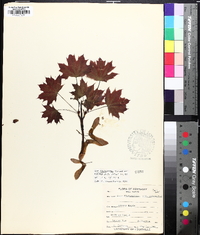 Acer platanoides image
