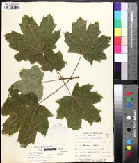 Acer platanoides image