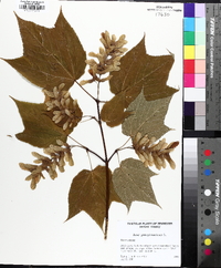 Acer pensylvanicum image