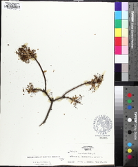 Acer nigrum image