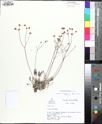 Eriogonum batemanii image