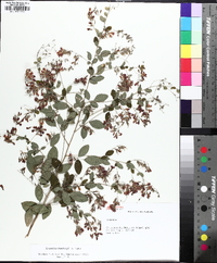 Lespedeza thunbergii image