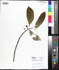 Image Associated With the Occurence