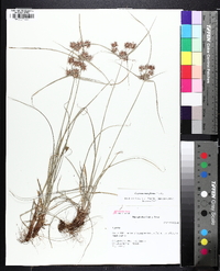 Cyperus retroflexus image