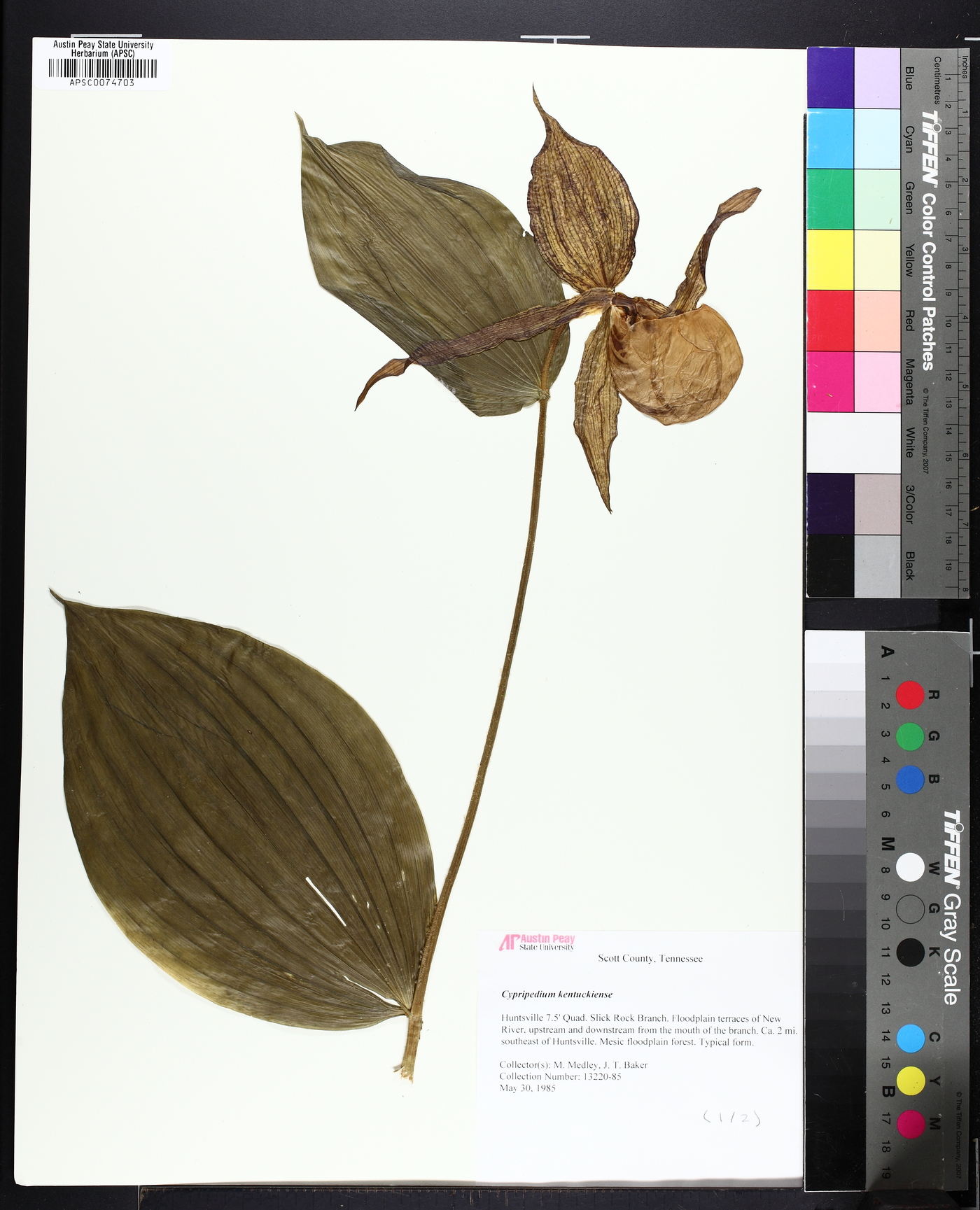 Cypripedium kentuckiense image