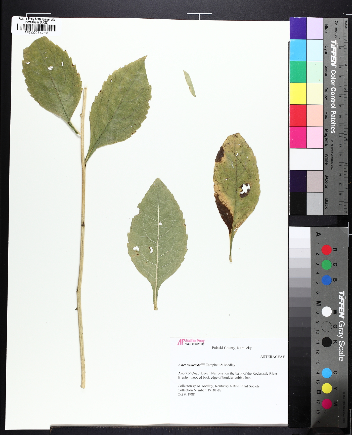 Eurybia saxicastellii image