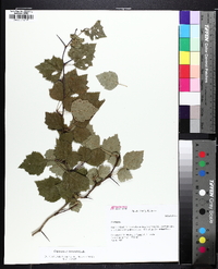 Crataegus iracunda image