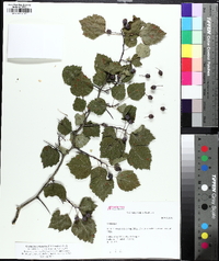 Crataegus pruinosa image