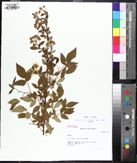 Rubus argutus image