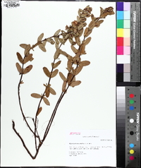 Hypericum crux-andreae image