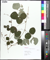 Desmodium rotundifolium image