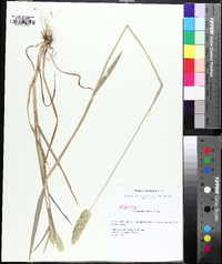 Phalaris caroliniana image