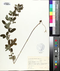 Lespedeza violacea image