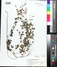 Lespedeza procumbens image