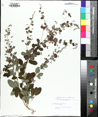 Lespedeza bicolor image