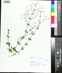Galium pilosum image