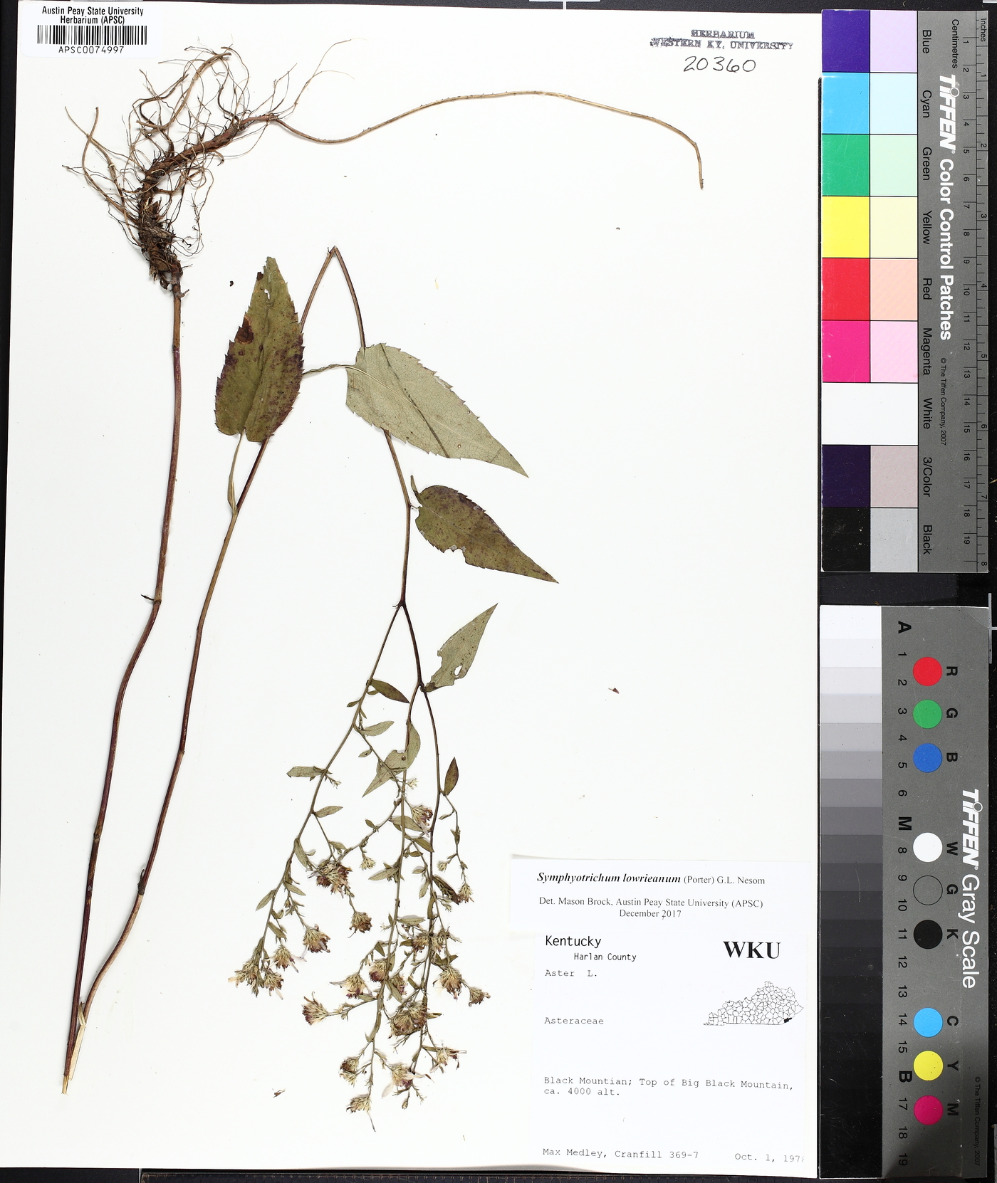 Symphyotrichum lowrieanum image