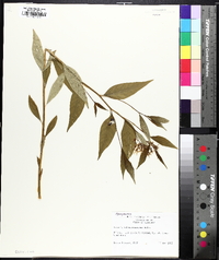 Amsonia tabernaemontana image