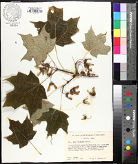 Acer nigrum image