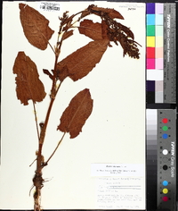 Rumex obtusifolius image