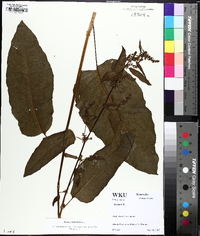 Rumex obtusifolius image