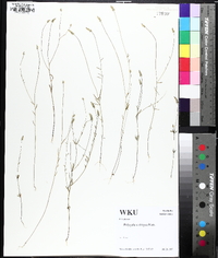 Polygala ambigua image