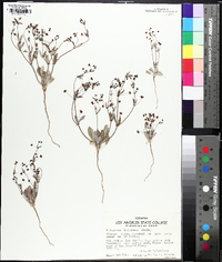 Eriogonum angulosum image