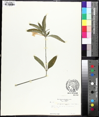 Ruellia caroliniensis image