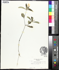 Ruellia caroliniensis image