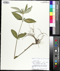 Ruellia caroliniensis image