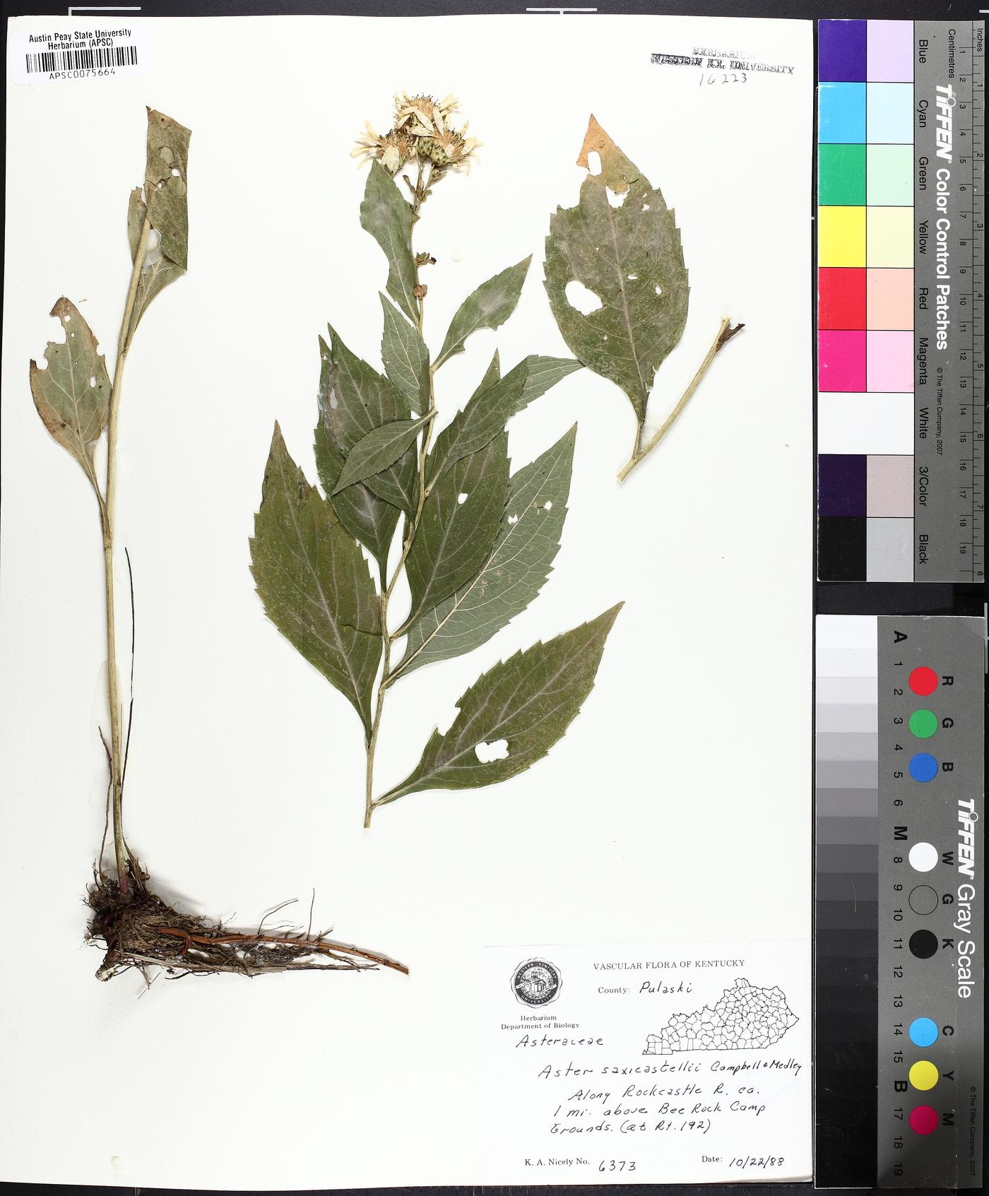Eurybia saxicastellii image