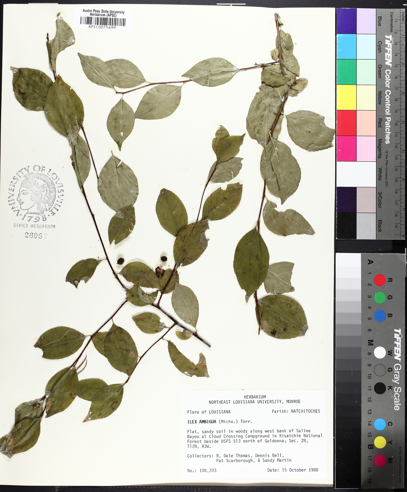 Ilex ambigua image