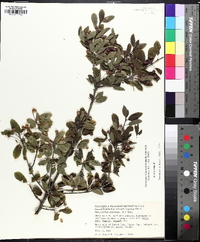 Ilex mucronata image