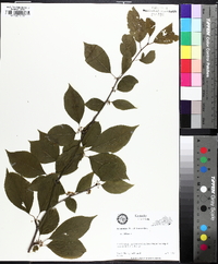 Ilex montana image