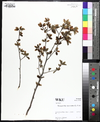 Ilex mucronata image