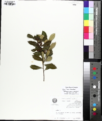 Ilex x attenuata image