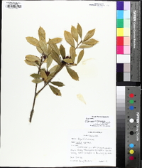 Ilex x attenuata image