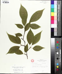 Ilex montana image