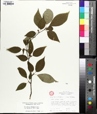 Ilex montana image