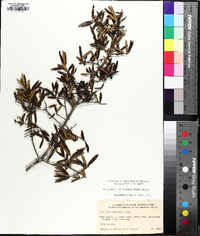 Ilex myrtifolia image