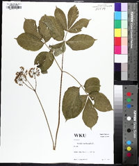 Aralia nudicaulis image