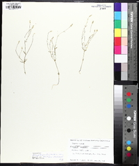 Polygala ambigua image