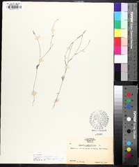 Polygala ambigua image