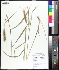 Elymus glabriflorus image