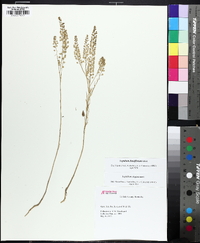 Lepidium densiflorum image